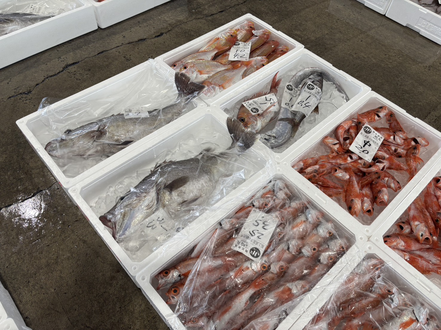 種類ごとに箱詰めされた鮮魚